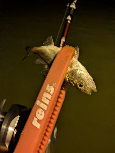 セイゴ（マルスズキ）の釣果