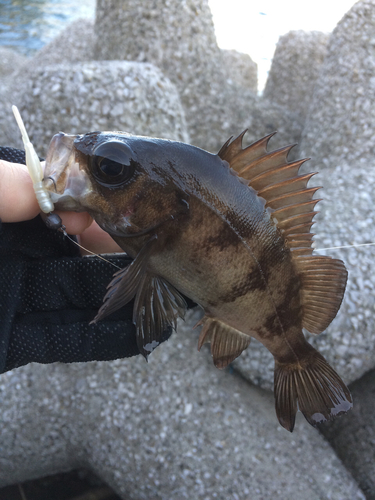 メバルの釣果