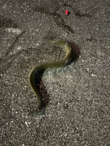 ウナギの釣果