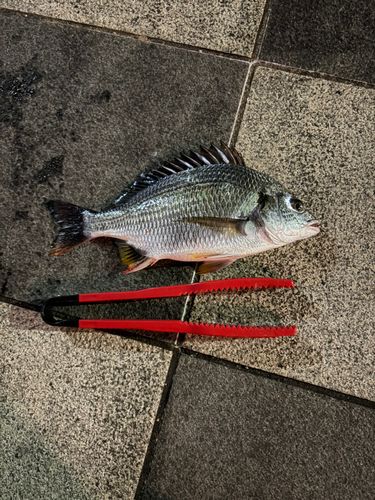 キビレの釣果