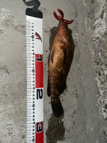 キジハタの釣果