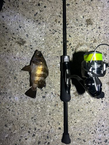 メバルの釣果