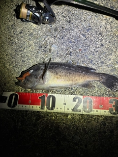 クロソイの釣果