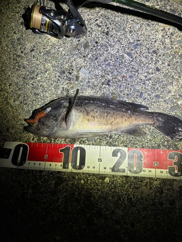 クロソイの釣果