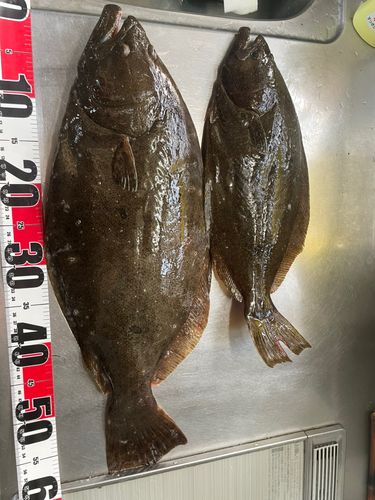 ヒラメの釣果