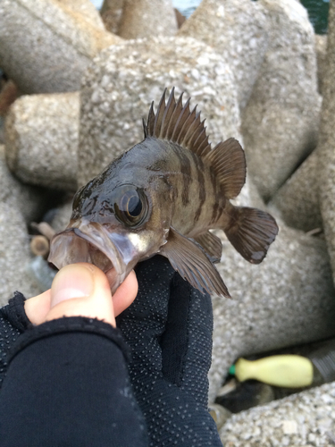 メバルの釣果