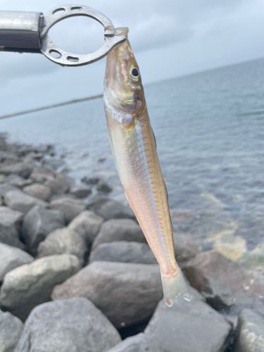 シロギスの釣果