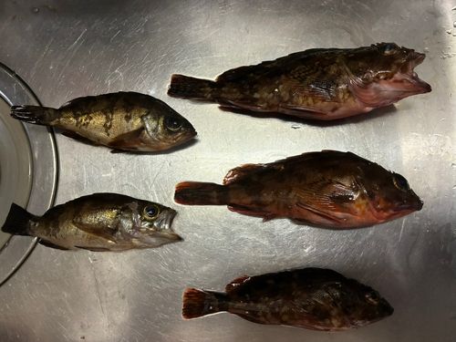 カサゴの釣果