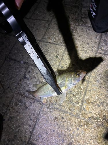 セイゴ（マルスズキ）の釣果