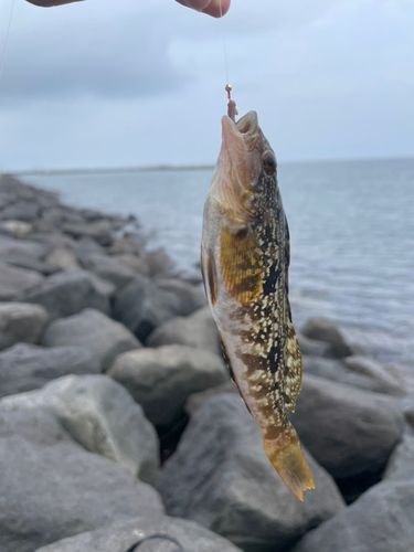 アイナメの釣果