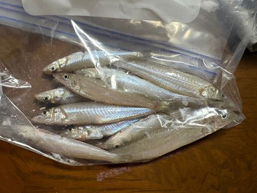 シロギスの釣果