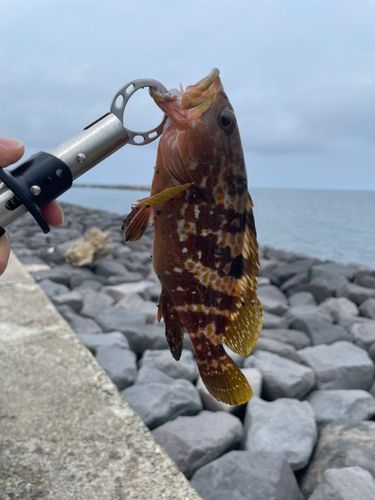 キジハタの釣果