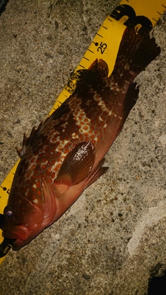 キジハタの釣果