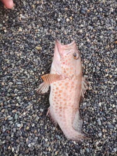 オオモンハタの釣果