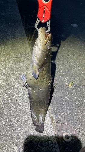 ナマズの釣果