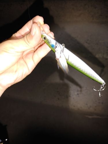 モロコの釣果