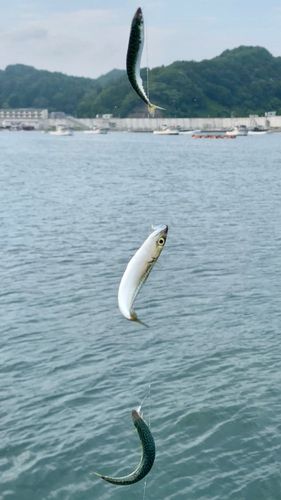 サバの釣果