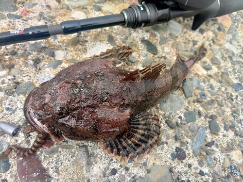 カジカの釣果