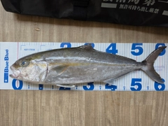 カンパチの釣果