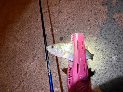 セイゴ（マルスズキ）の釣果