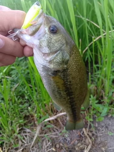 ラージマウスバスの釣果