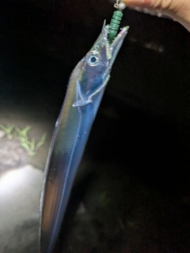 タチウオの釣果