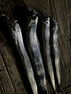 タチウオの釣果
