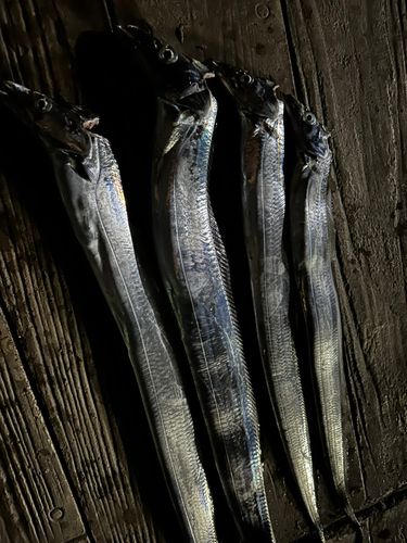 タチウオの釣果