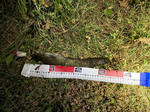 ニホンナマズの釣果