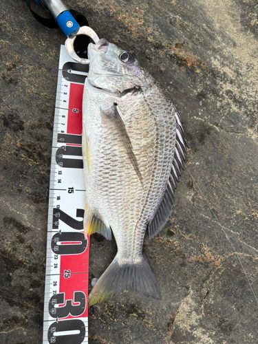 キビレの釣果