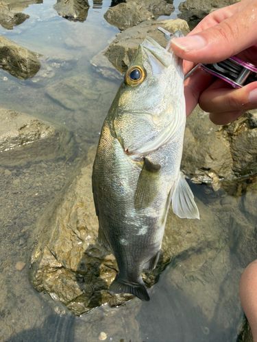 フッコ（マルスズキ）の釣果