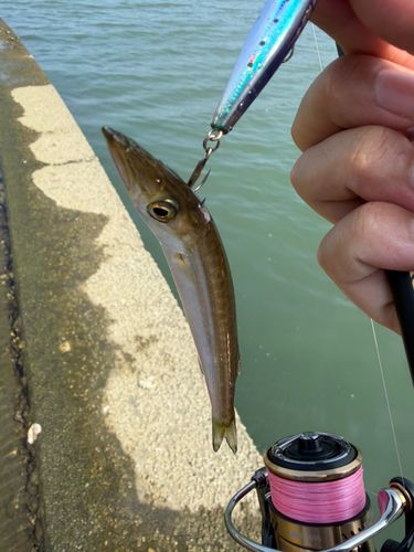 カマスの釣果