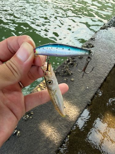 カマスの釣果