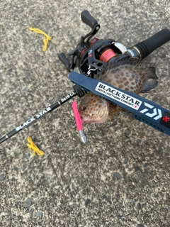 オオモンハタの釣果