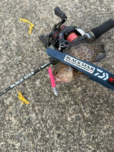 オオモンハタの釣果