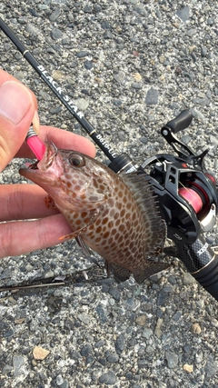 オオモンハタの釣果