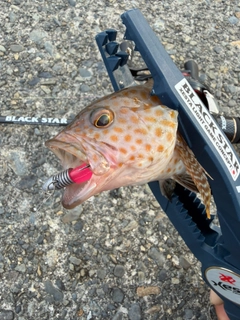 オオモンハタの釣果