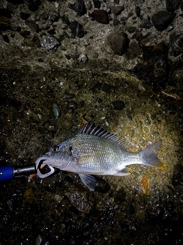 キビレの釣果