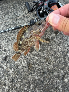 カサゴの釣果