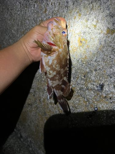 ガシラの釣果