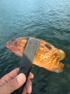 アコウの釣果