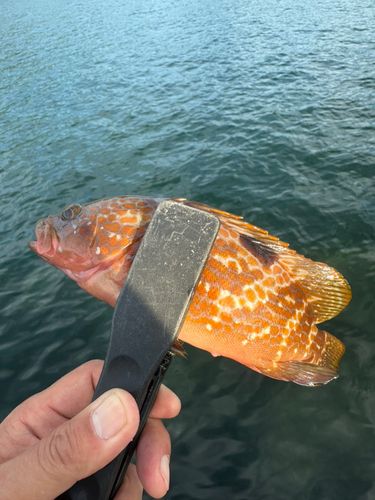 アコウの釣果