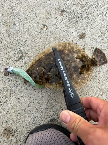 ソゲの釣果