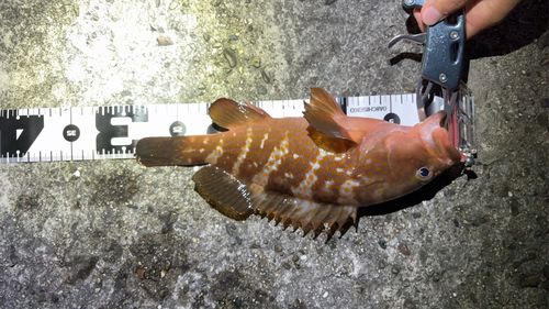アコウの釣果