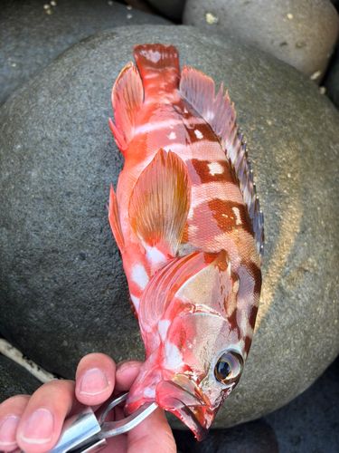 アカハタの釣果