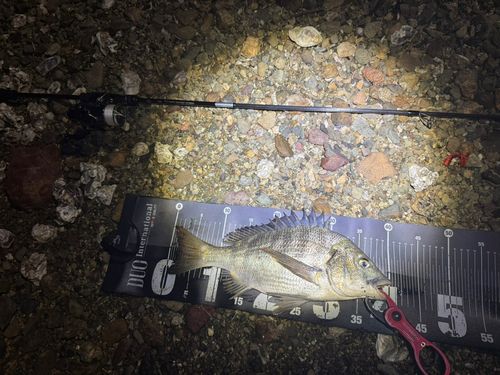 チヌの釣果
