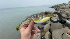 フグの釣果
