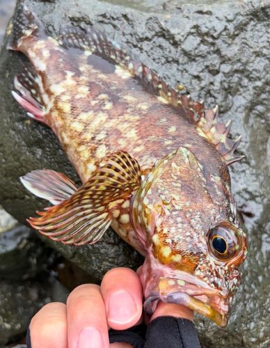 カサゴの釣果