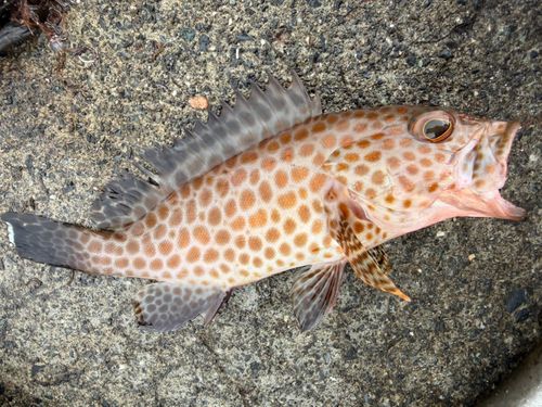 オオモンハタの釣果