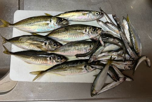 アジの釣果